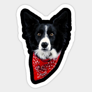 Collie Couture Border, Stylish Statement Tee for Dog Lovers Sticker